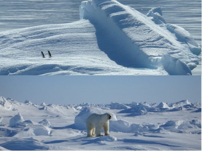 Diferencias entre el Polo Norte y el Polo Sur - Hay Diferencia