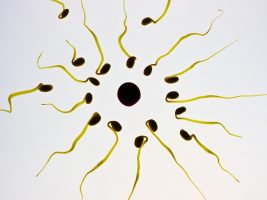 diferencias entre óvulos y espermatozoides