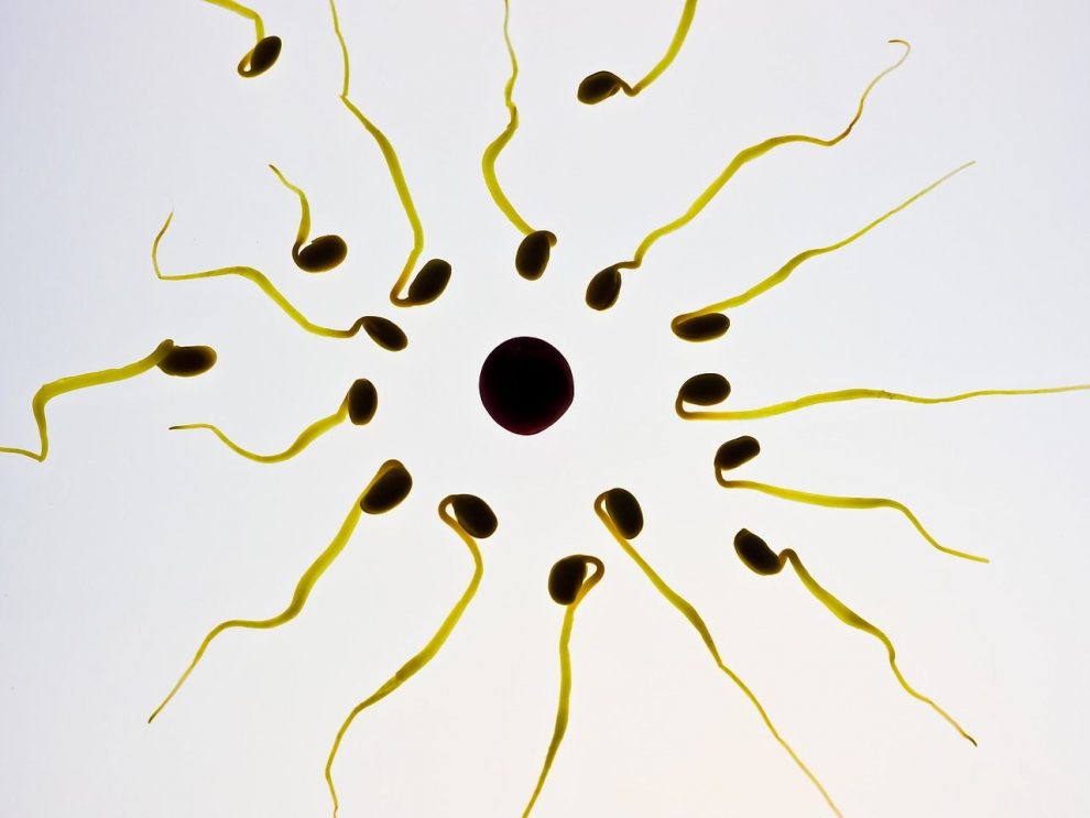 diferencias entre óvulos y espermatozoides