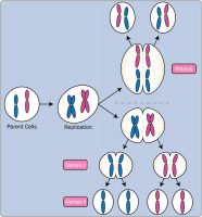 diferencia entre mitosis y meiosis