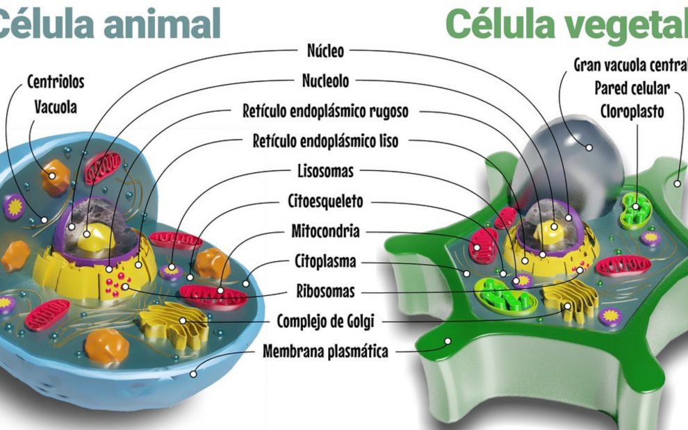 Diferencias entre membrana plasmática y pared celular